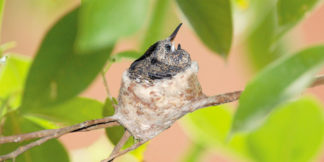 baby-hummingbirds