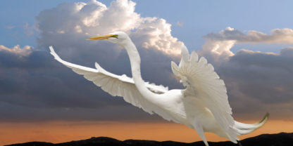 egret-at-sunset