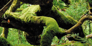 moss-covered-tree