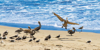 pelicans-on-the-beach