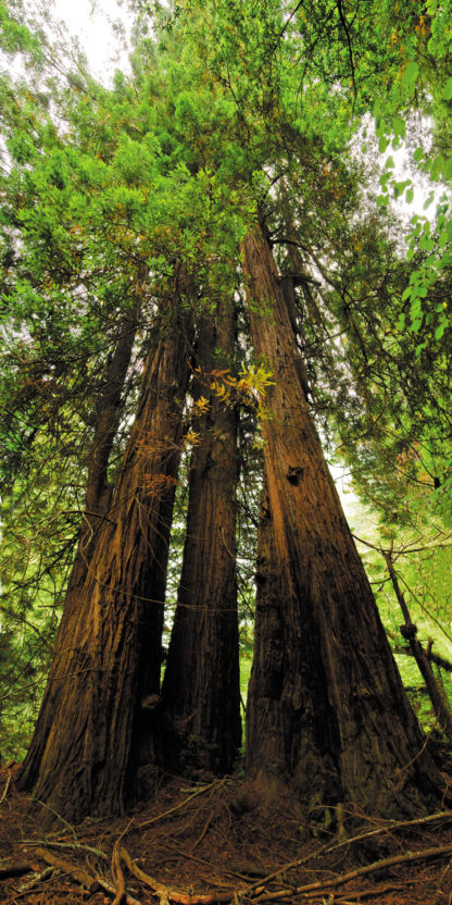 tall-redwood-trees
