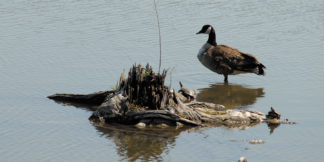 turtle-and-goose